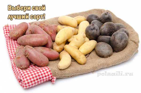 Сорт картофеля лад